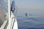 Dolphin off the Starboard bow